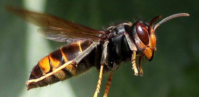 Lutte contre les frelons asiatiques